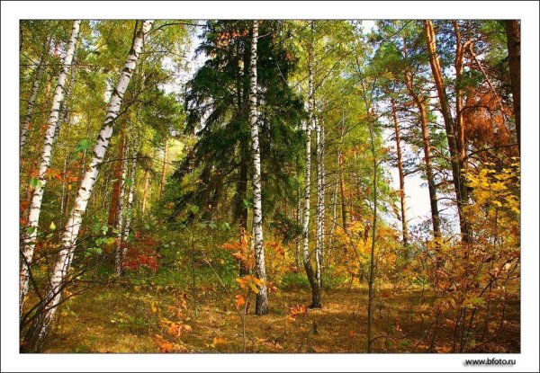 Опушка русского леса осенью