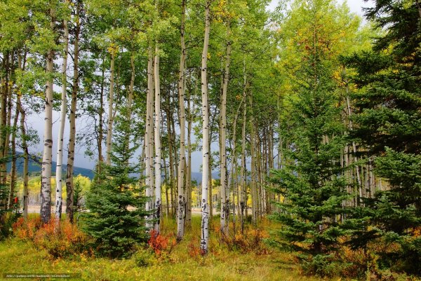 Смешанный лес сосны и березы