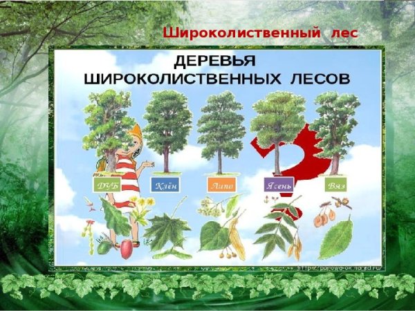 Смешанные и широколиственные леса деревья