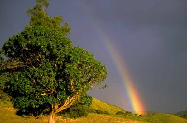 Явления окружающего мира