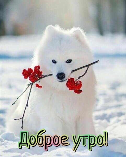 Доброе утро зима