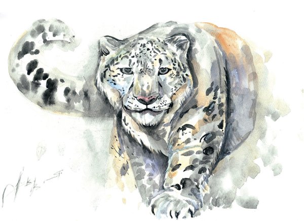 Снежный Барс рисунок