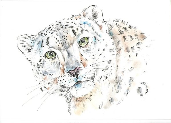 Ирбис нарисовать