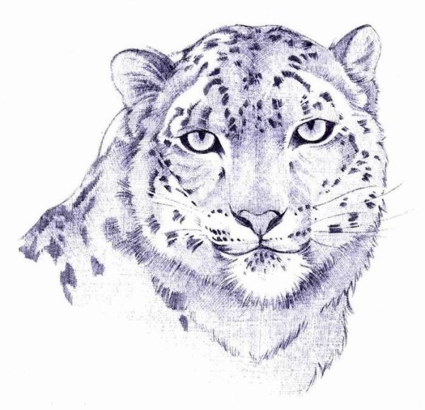 Нарисовать снежного Барса