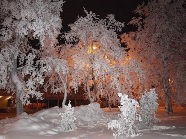 Снежные деревья ночью в саду