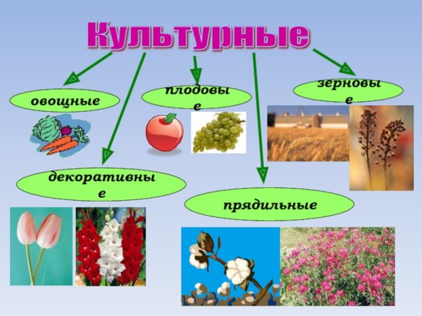 Дикорастущие и культурные растения
