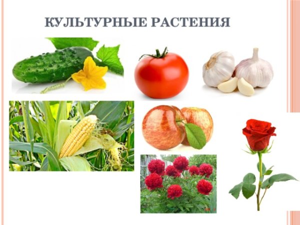 Сорта культурных растений