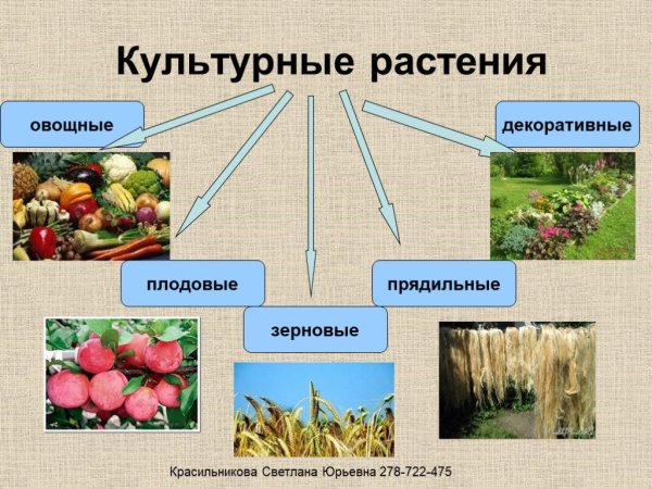 Культурные растения