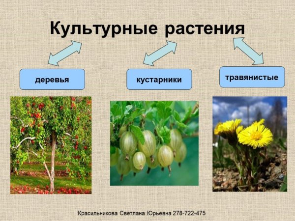 Культурные травы