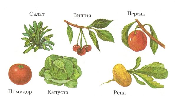 Культурные растения картинки