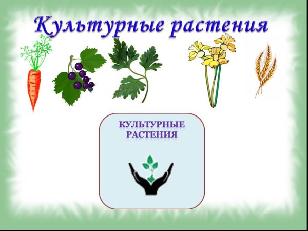 Культурные растения для детей
