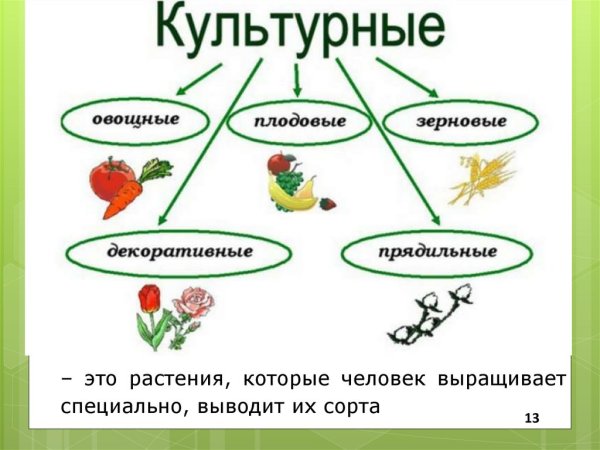 Культурные растения