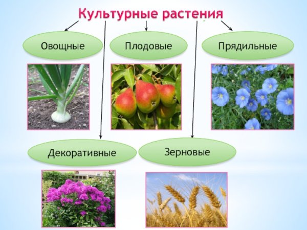 Культурные растения