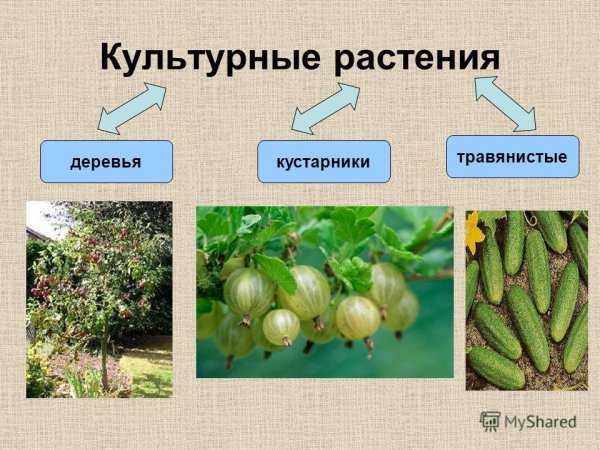 Культурные деревья
