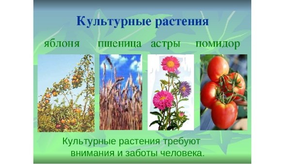 Культурные растения растения