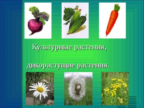 Дикорастущие растения и культурные растения