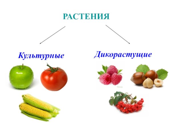 Дикорастущие и культурные растения