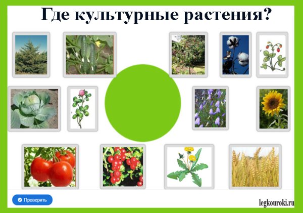 Дикорастущие декоративные растения