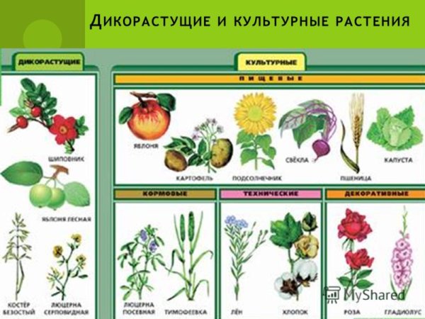 Дикорастущие растения и культурные растения