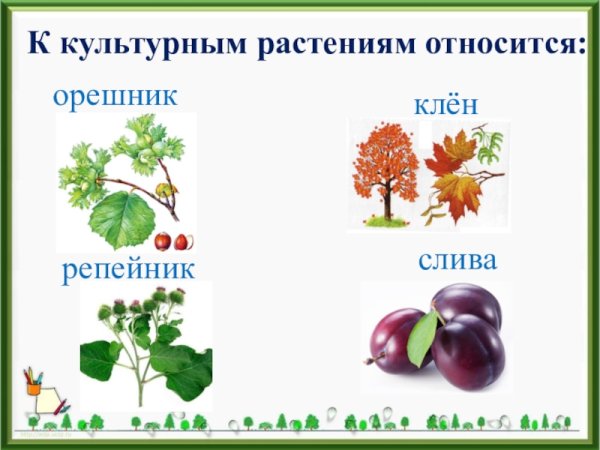 Культурное или дикорастущее растение