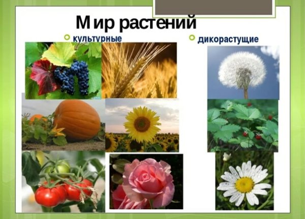Дикорастущие растения и культурные растения