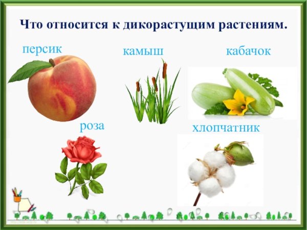 Дикорастущие и культурные растения 2 класс окружающий мир