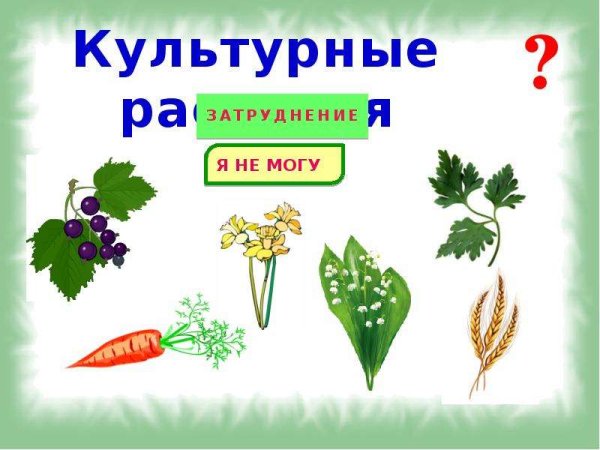 Культурное растение рисунок