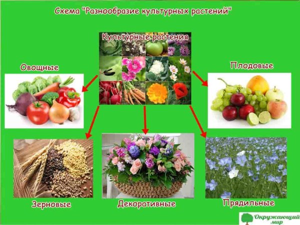 Сорта культурных растений