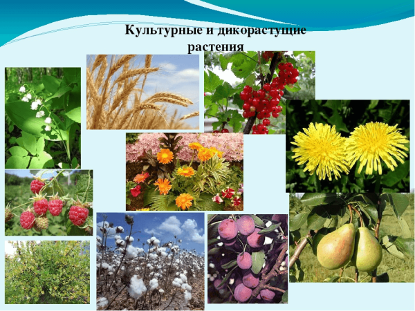 Культурные и дикорастушиерастения