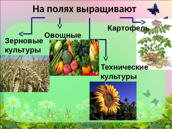 Зерновые и технические культуры