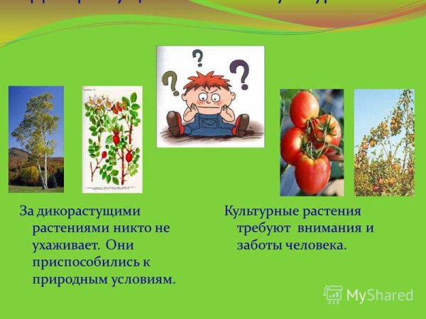 Дикорастущие растения 2 класс окружающий мир таблица