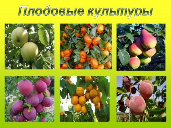 Плодовые культурные растения