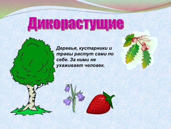 Дикорастущие деревья и кустарники