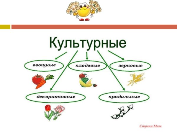 Схема разнообразия культурных растений 2 класс