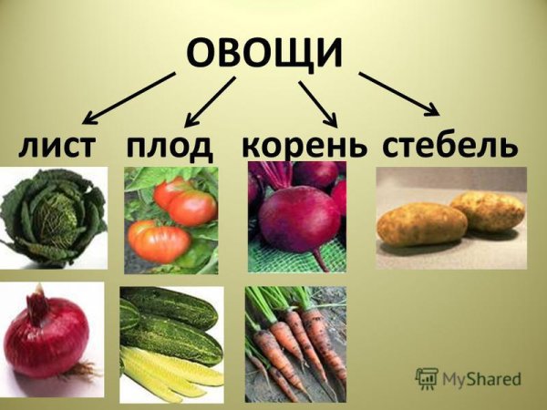 Овощные культурные растения