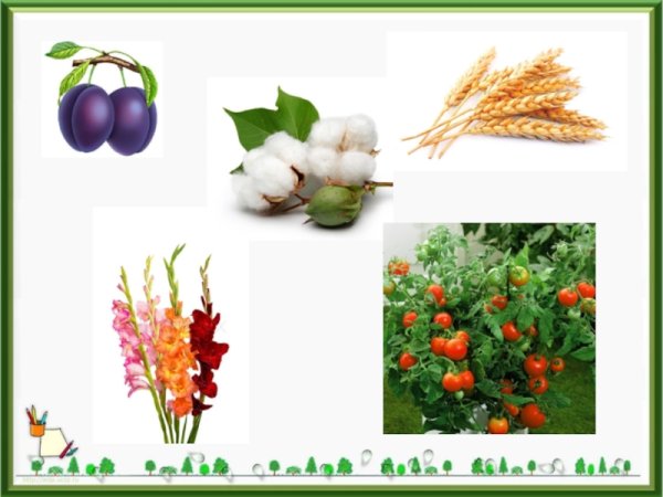 Культурные растения на белом фоне