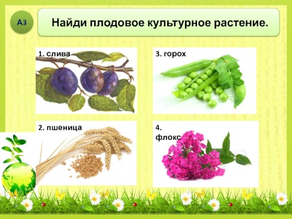 Группы растений дикорастущие и культурные