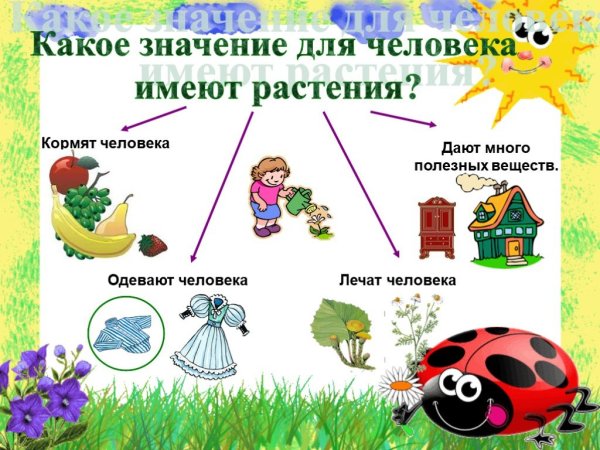Культурные растения 2 класс
