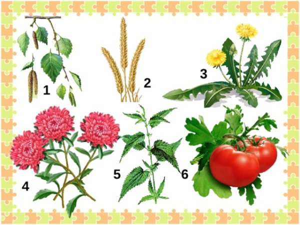 Цветы дикорастущие и культурные