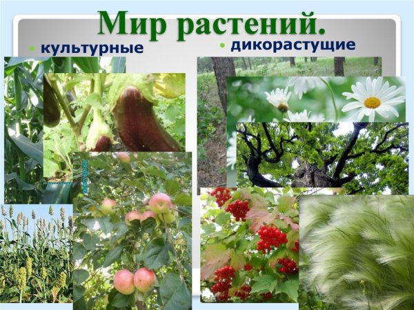 Дикорастущие и культурные растения фото