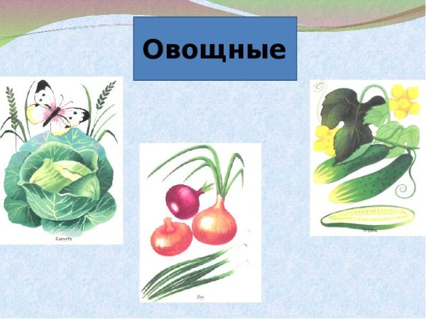 Культурное растение рисунок