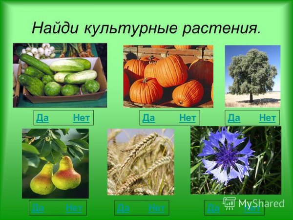 Пищевые культурные растения