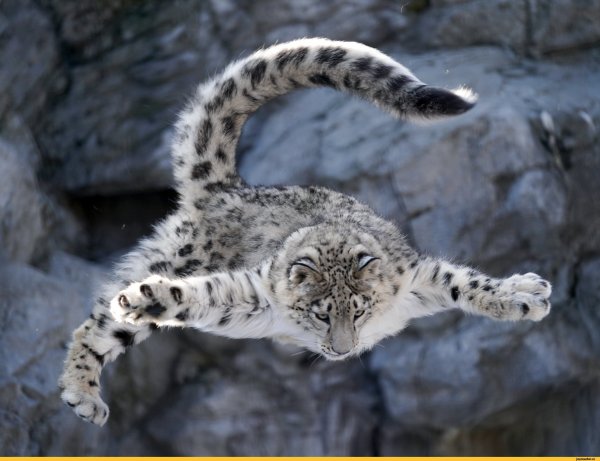 Снежный Барс, он же Ирбис