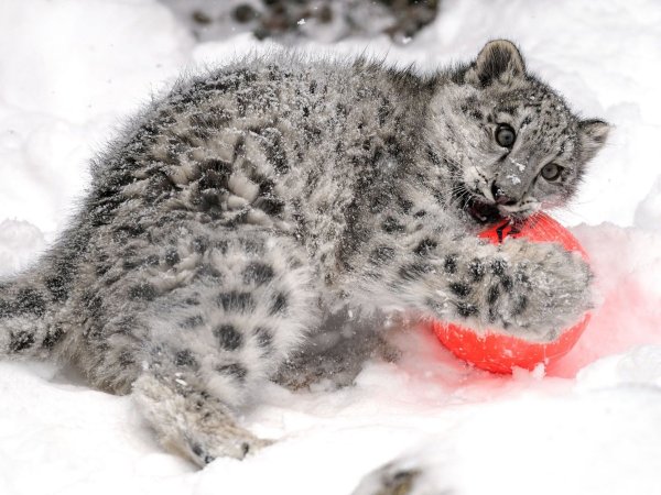 Снежный Барс uncia uncia численность