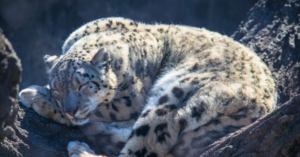 Снежный Барс Барсик