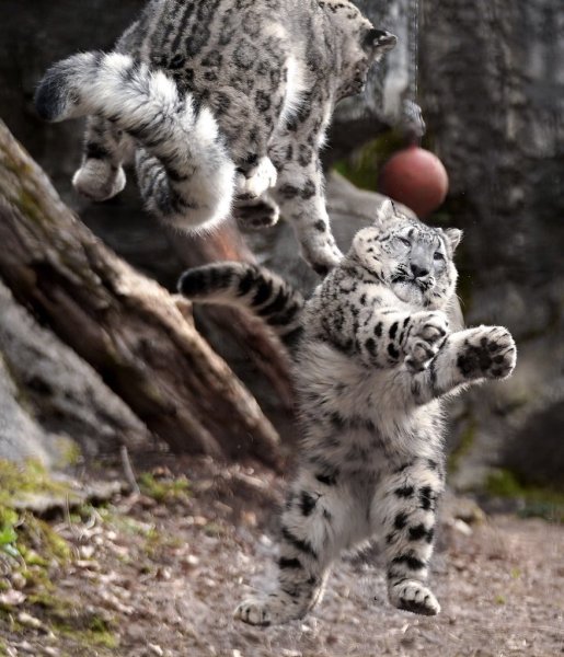 Снежный Барс Барсик