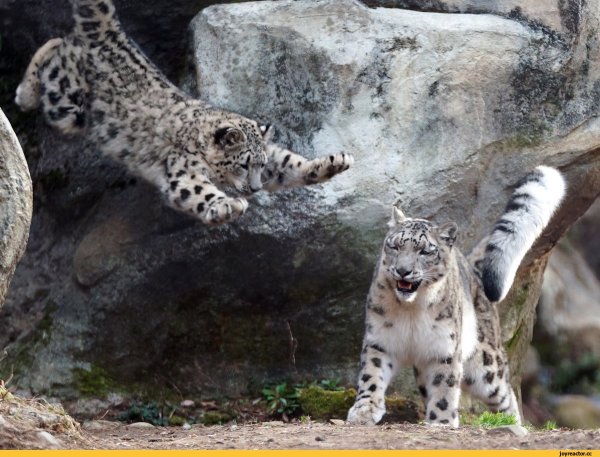 Снежные Барсы играются