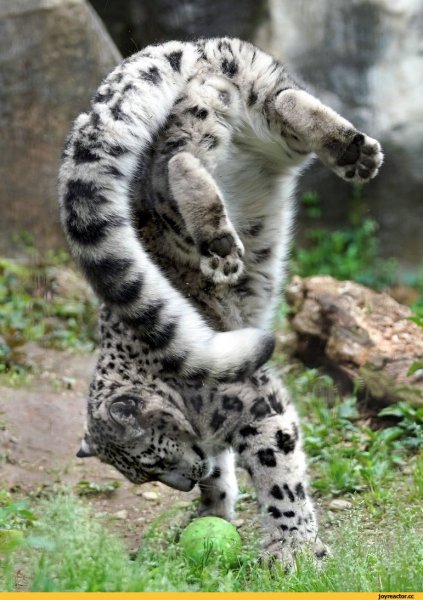 Снежный Барс и хвост