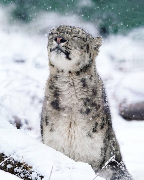 Снежный Барс зимой
