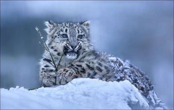 Снежный Барс Аннет